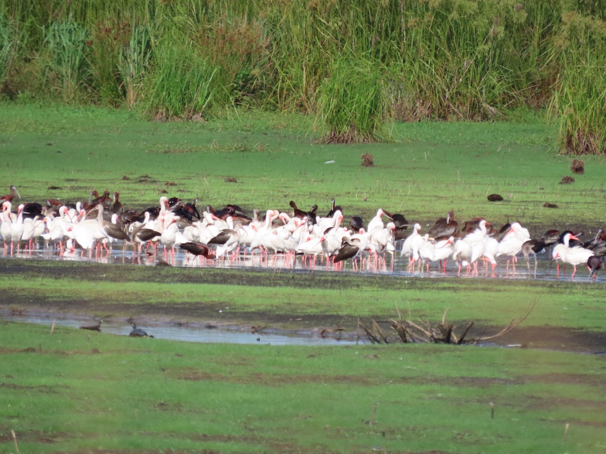 Glossy Ibis - ML466365701