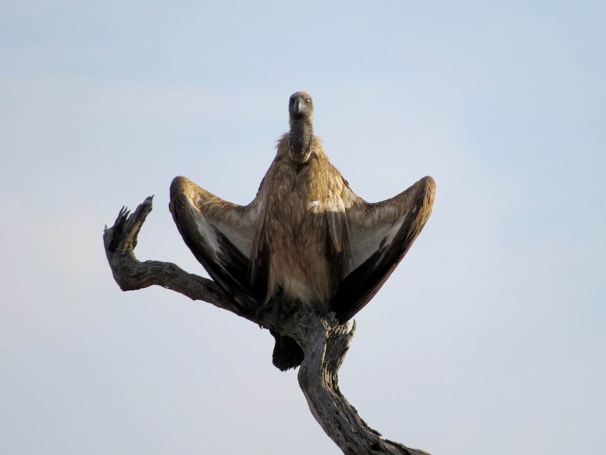 White-backed Vulture - ML466365791