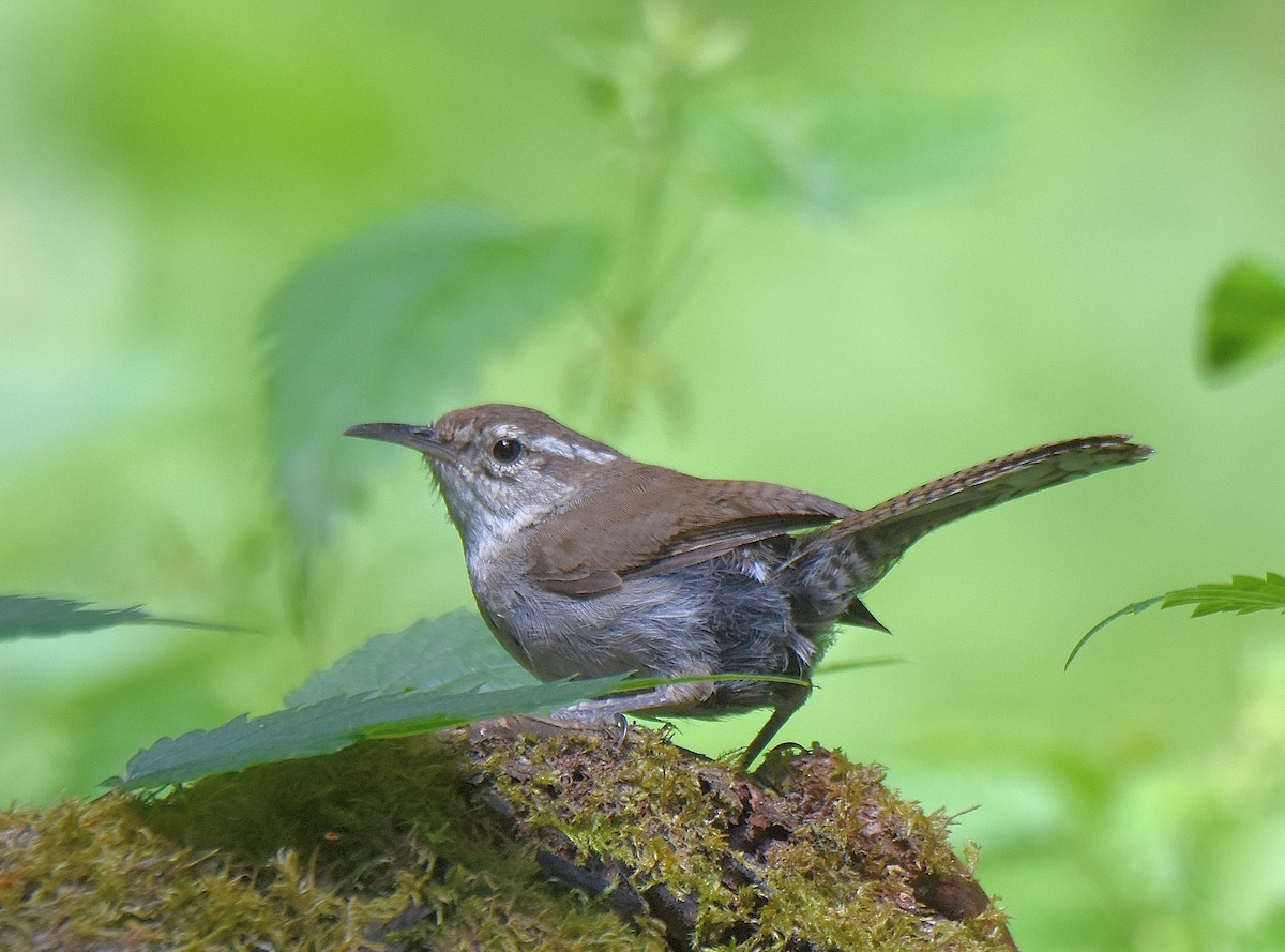 Bewick's Wren - ML466366371