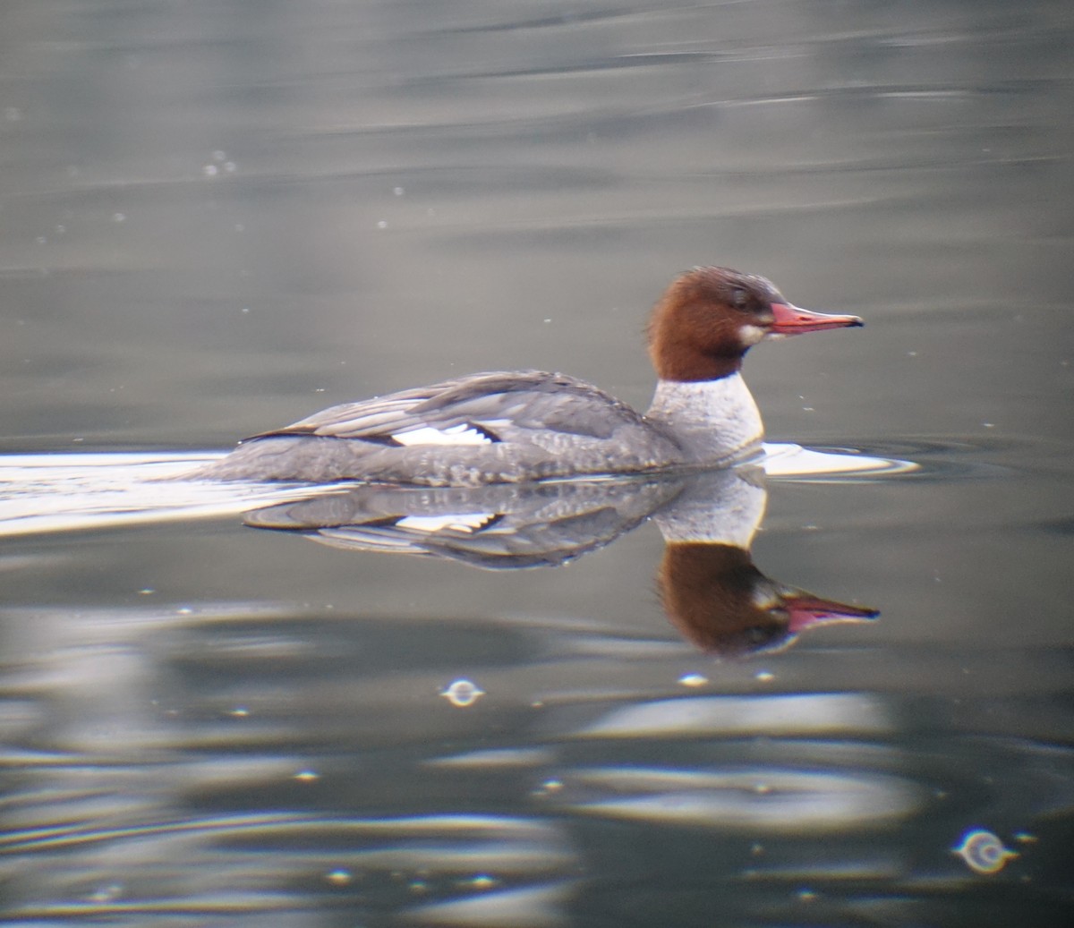 Common Merganser - Richard Smethurst