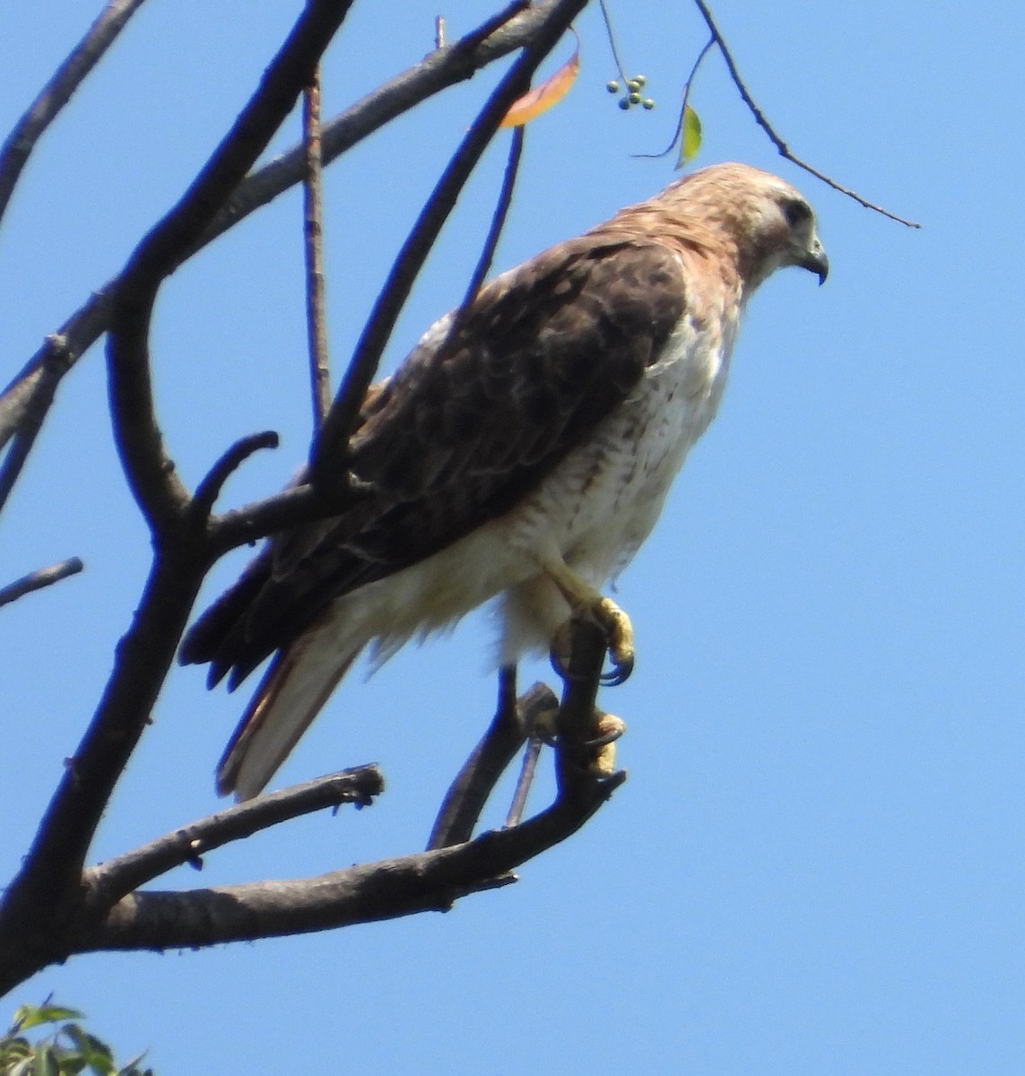 Red-tailed Hawk - ML466368191