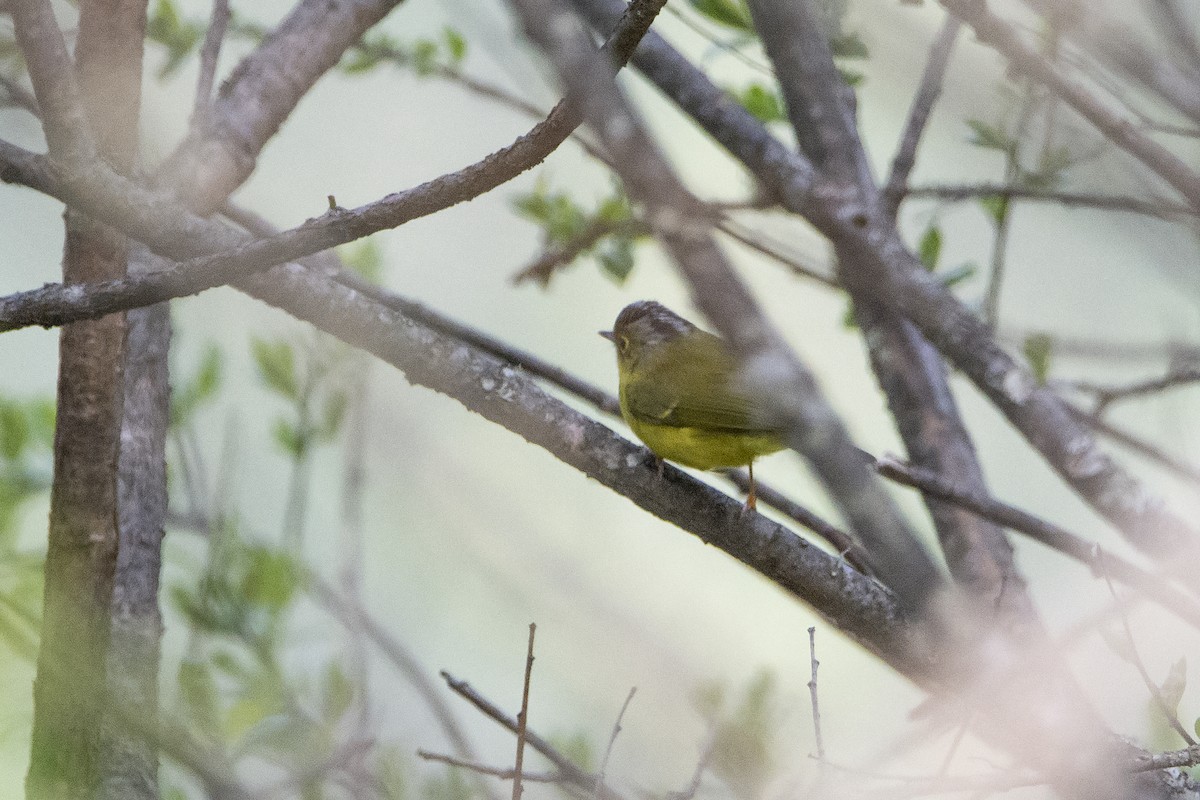 Bianchi's Warbler - ML466368201