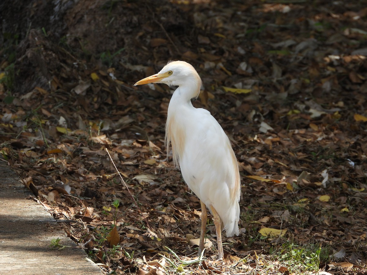 Чапля єгипетська (підвид ibis) - ML466368291