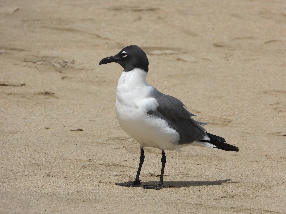 Mouette atricille - ML466368371