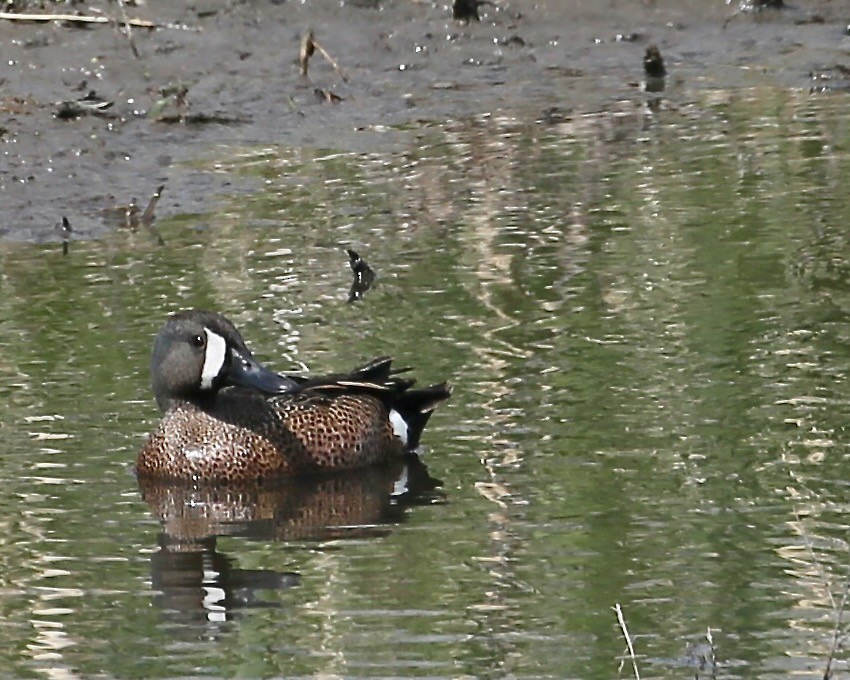 Blue-winged Teal - ML466368791
