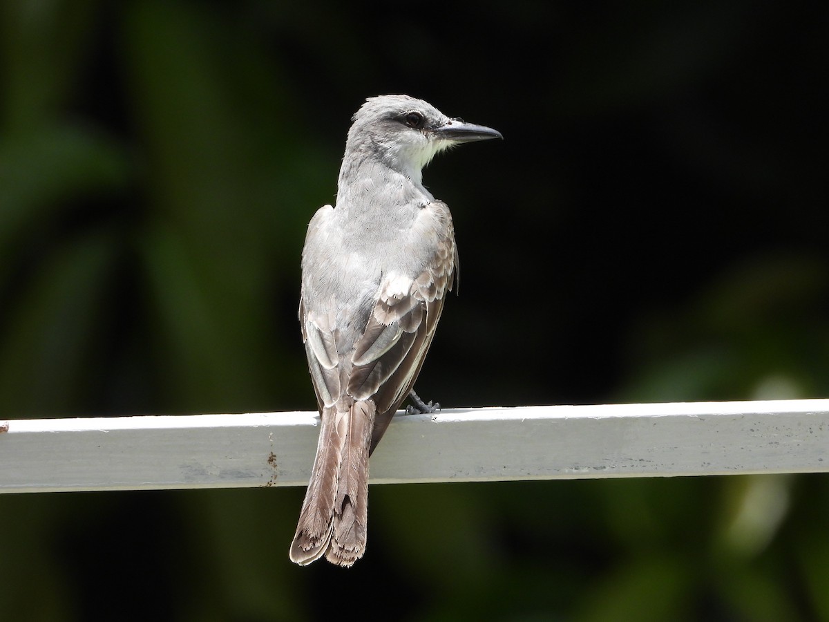 Gray Kingbird - ML466370121