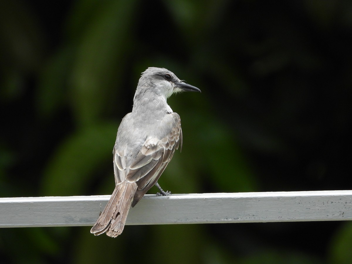 Gray Kingbird - ML466370131