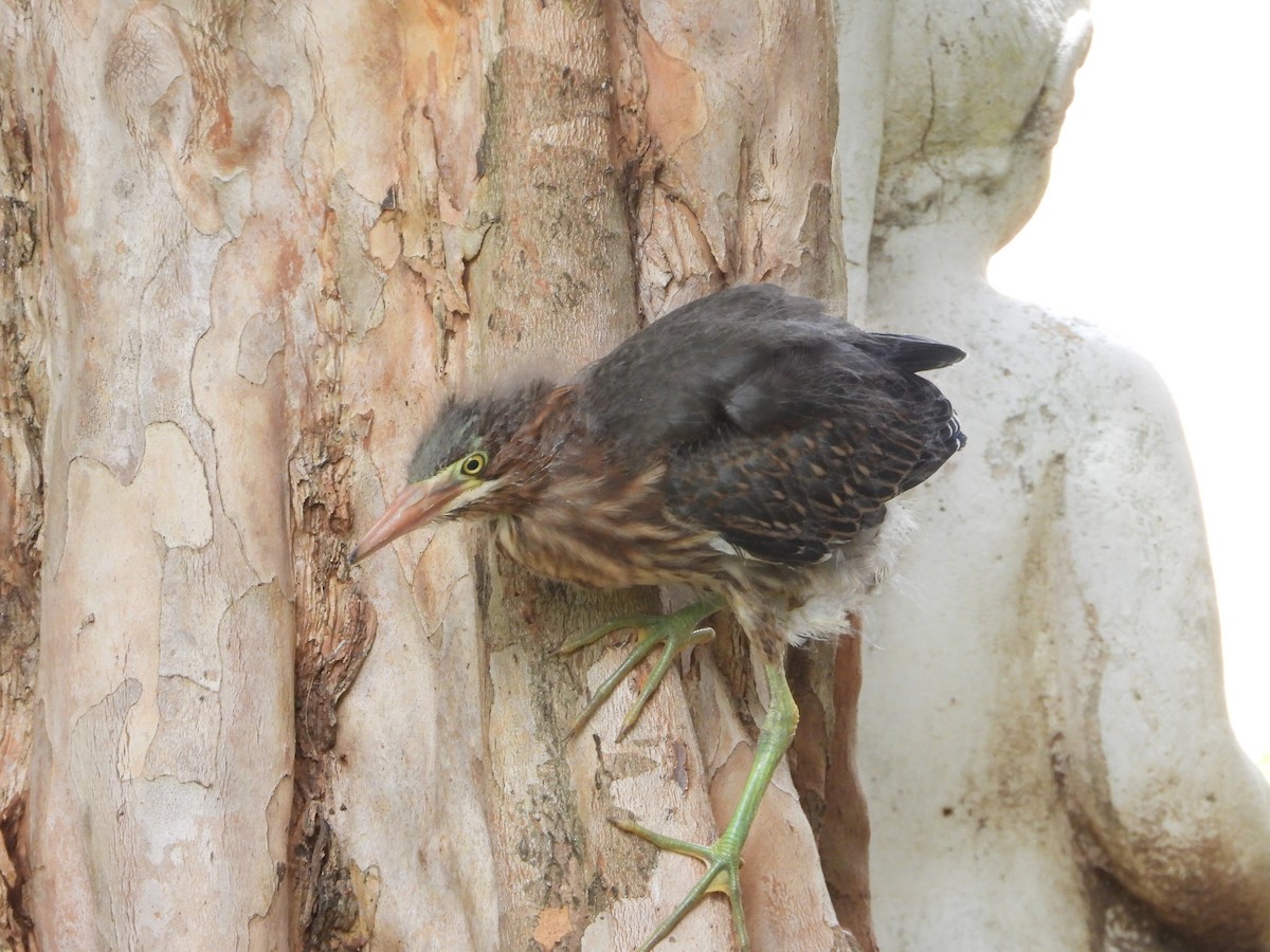 Green Heron - Alejandro Naranjo Sandoval