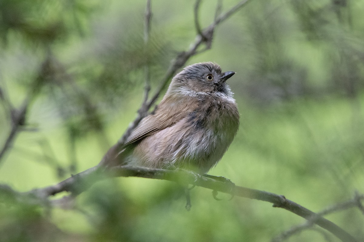Sooty Tit - ML466370281