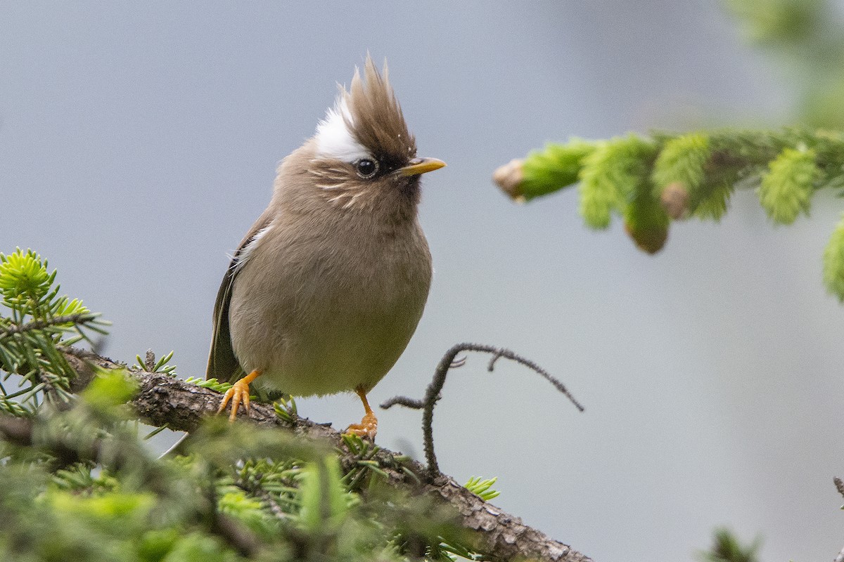 White-collared Yuhina - ML466371031