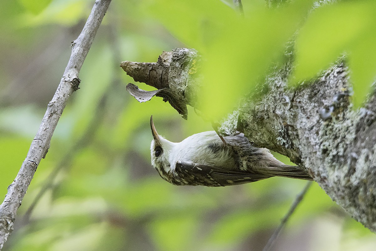 Hodgson's Treecreeper - ML466371221