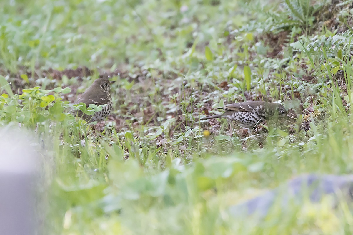 Chinese Thrush - ML466371391