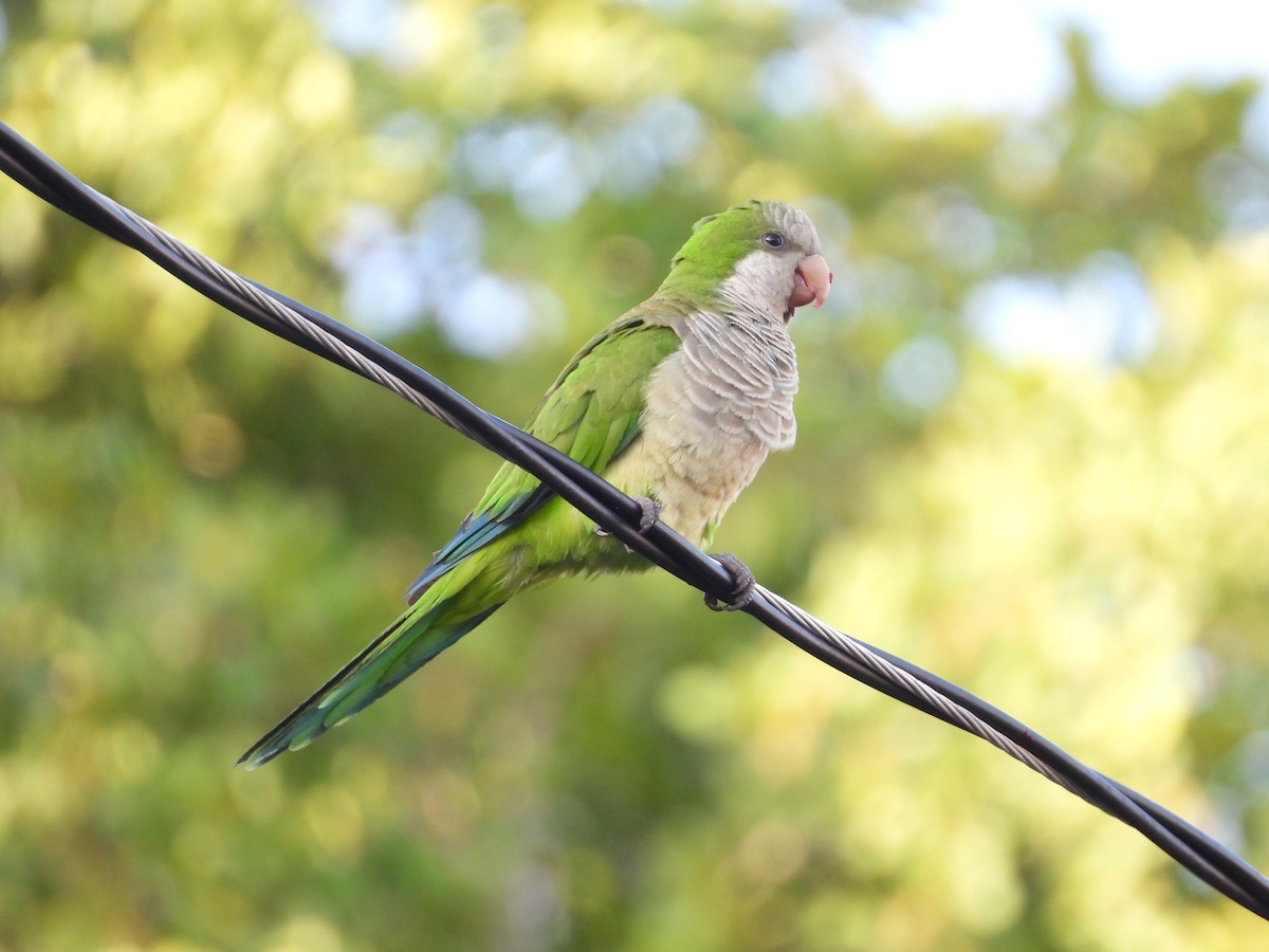 Monk Parakeet - ML466372071