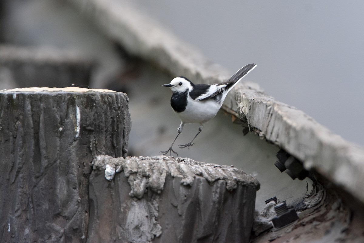White Wagtail (Chinese) - ML466373091