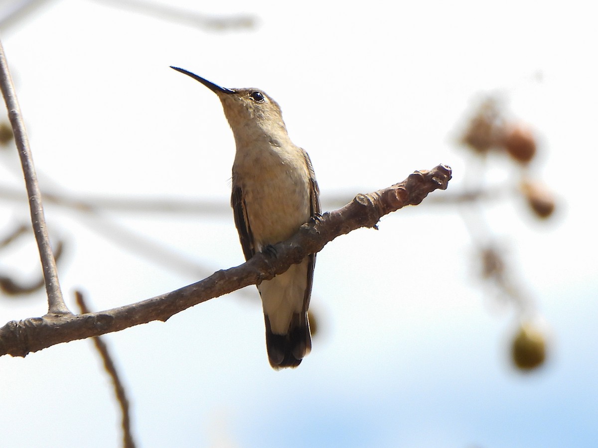 Tumbes Hummingbird - ML466373661