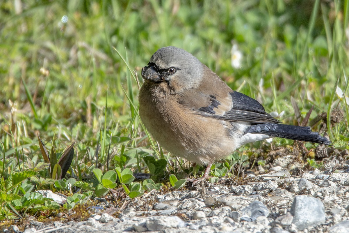 Gray-headed Bullfinch - ML466373781