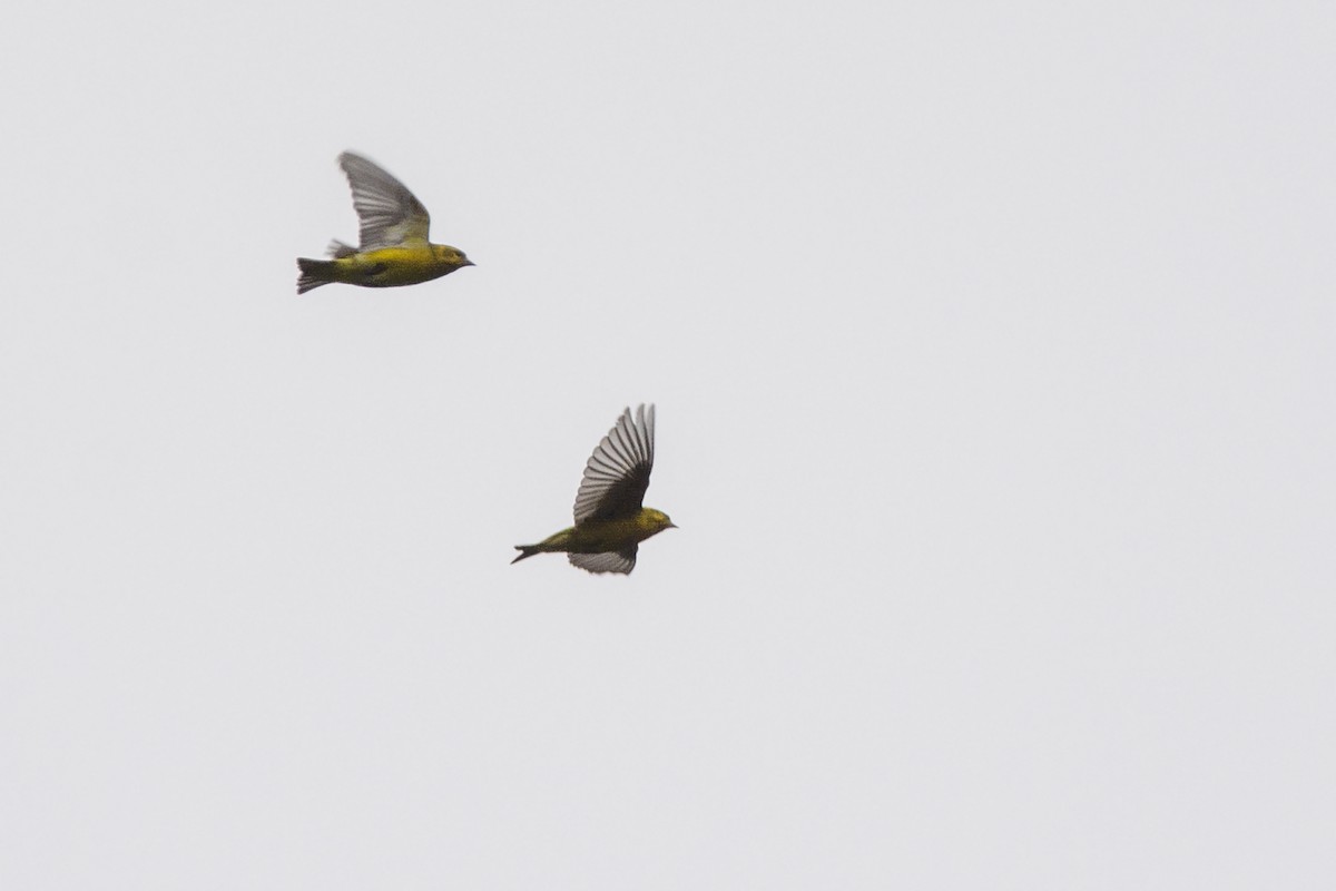 Tibetan Serin - ML466374571