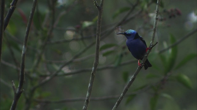 Red-legged Honeycreeper - ML466376