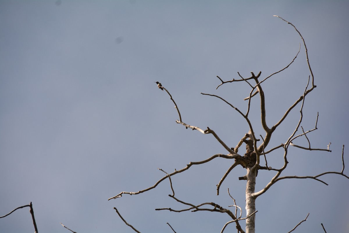 Broad-tailed Hummingbird - ML466376051