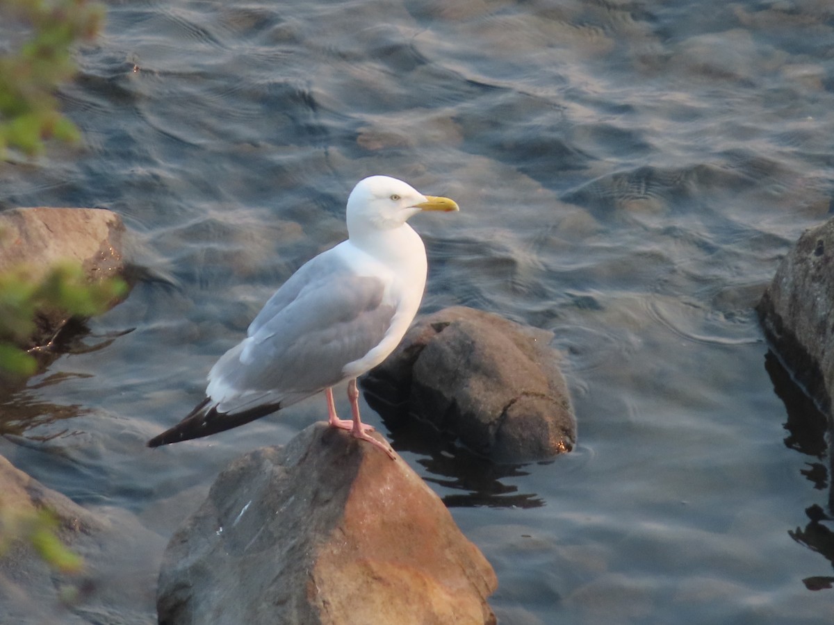 American Herring Gull - ML466376561