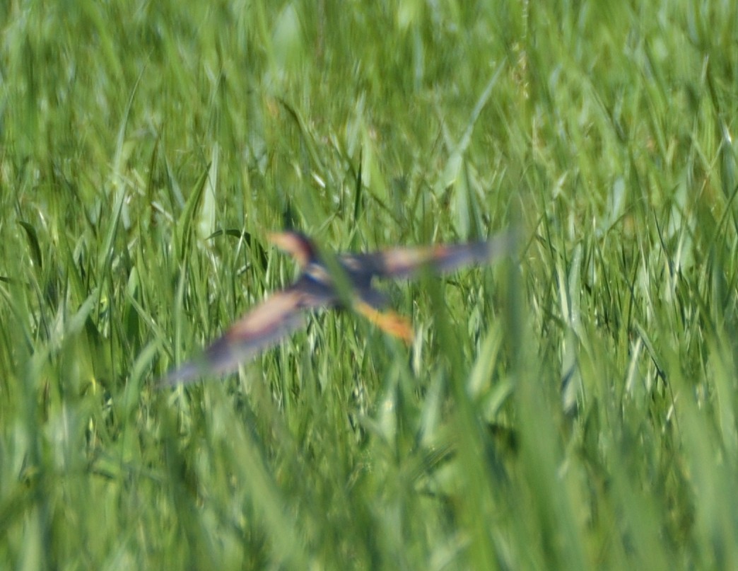 Least Bittern - ML466377881