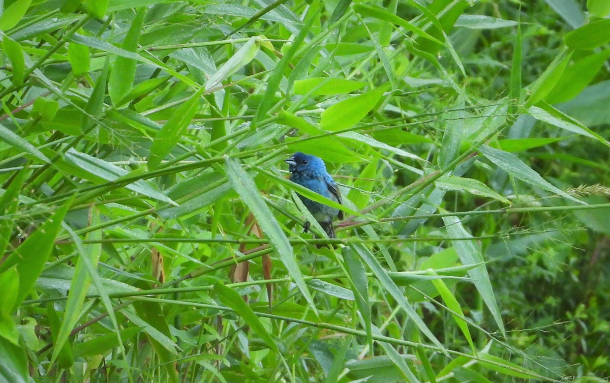 Indigo Bunting - ML466384861