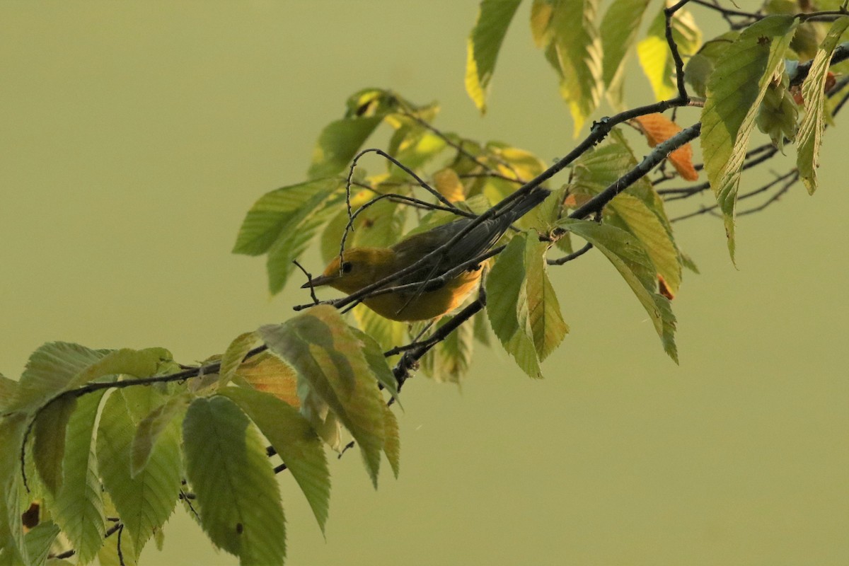 Prothonotary Warbler - ML466385611