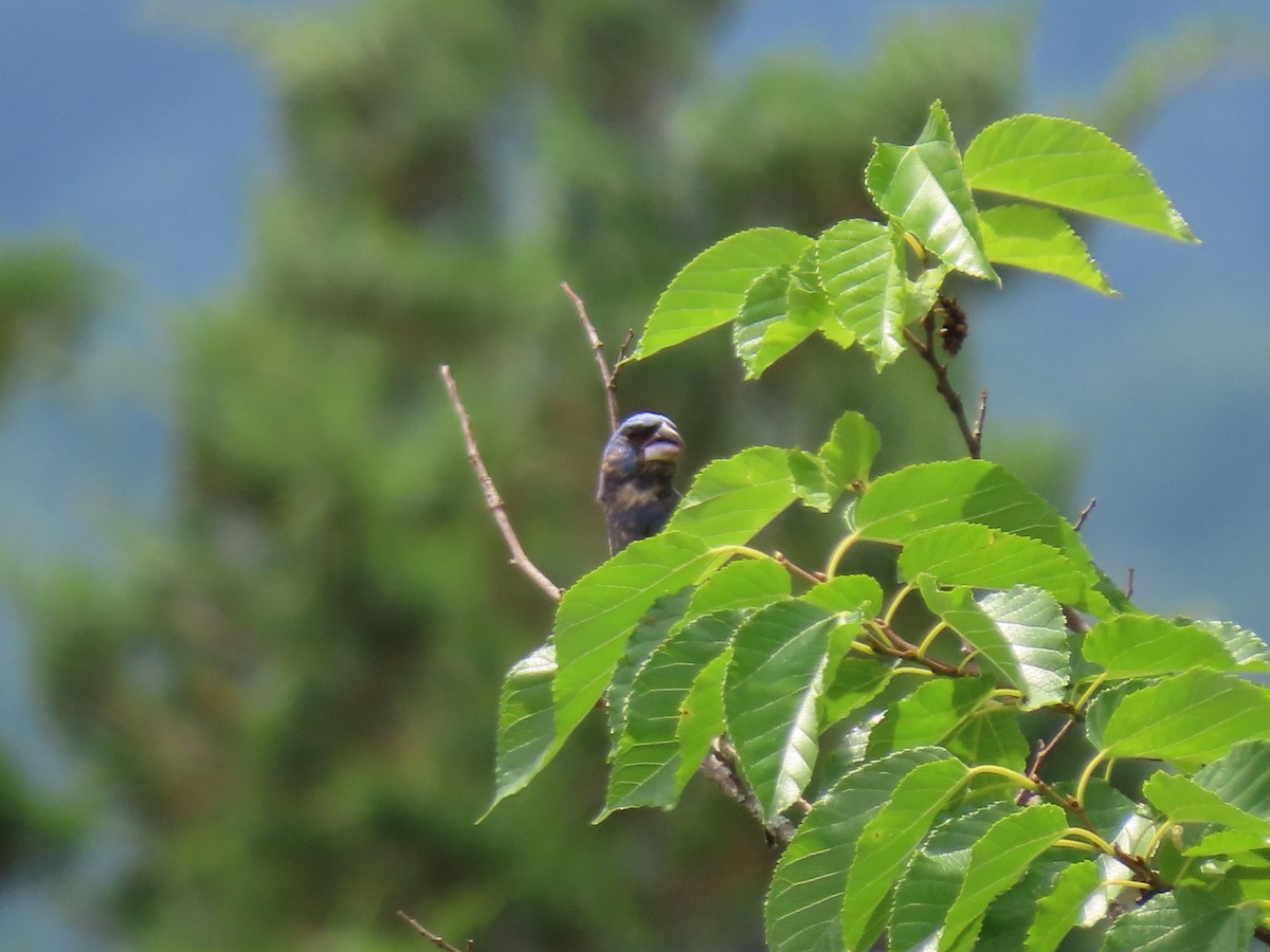 Blue Grosbeak - ML466387741