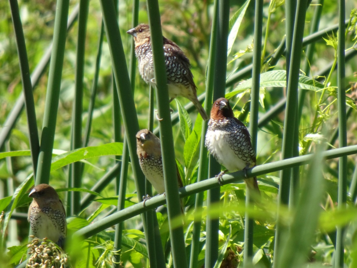 Scaly-breasted Munia - ML466387921