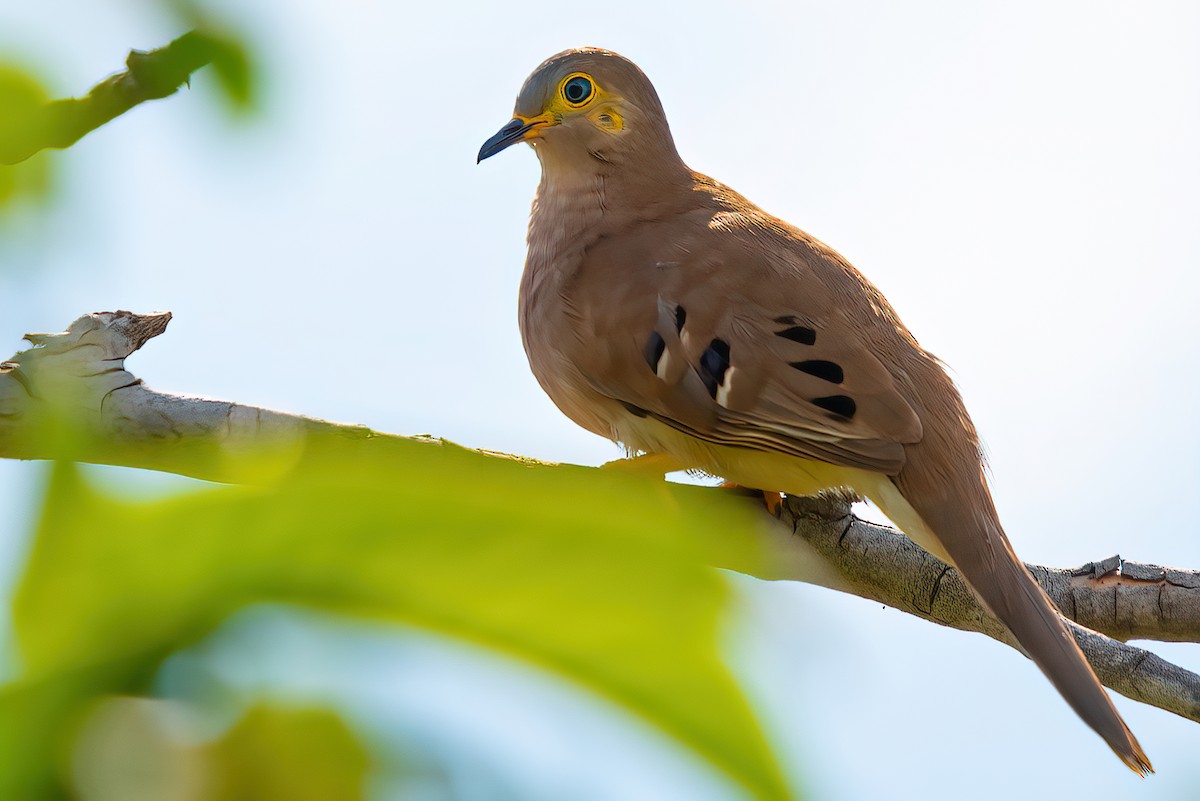 Long-tailed Ground Dove - ML466387931