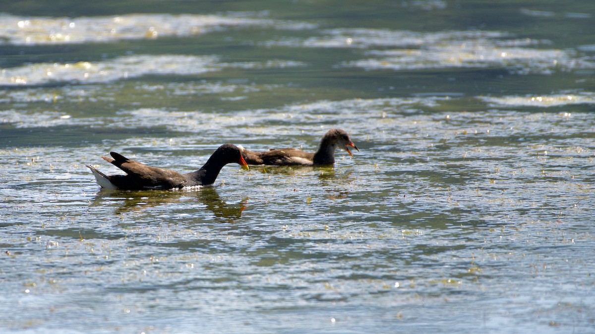 Gallinule poule-d'eau - ML466388241