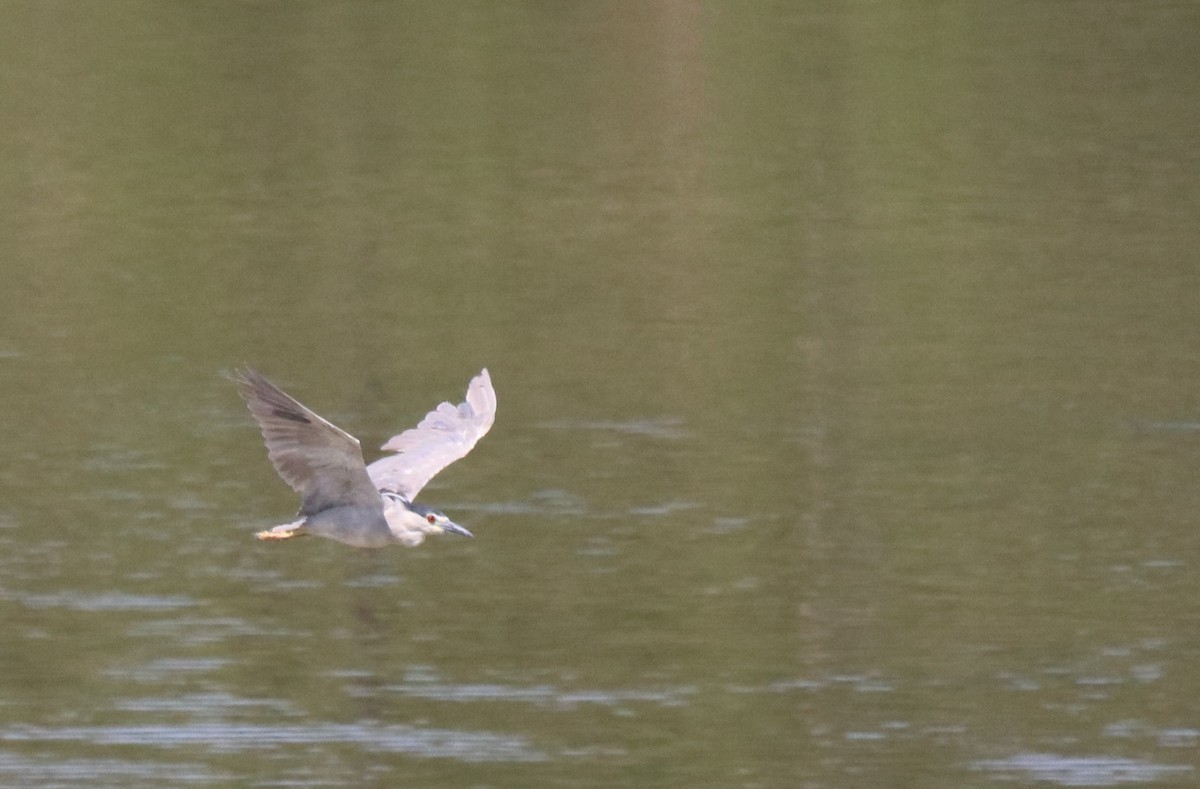 Black-crowned Night Heron - ML466388311