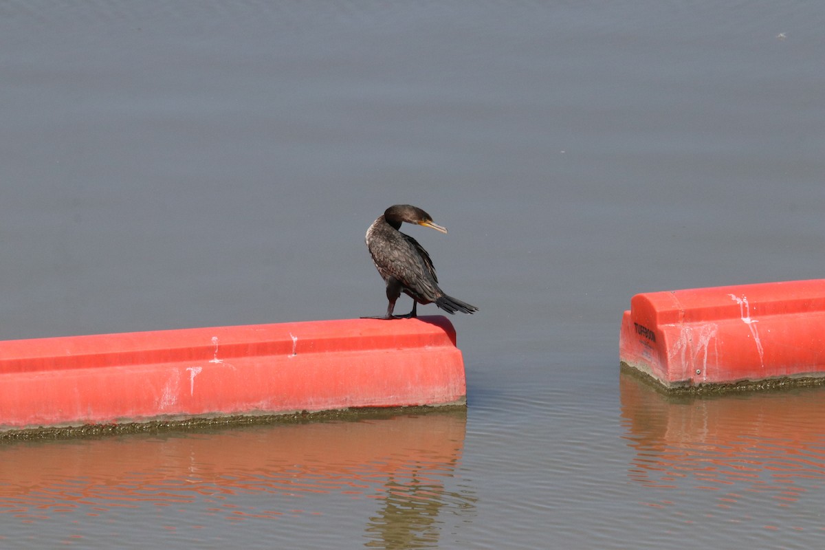 Double-crested Cormorant - ML466388321