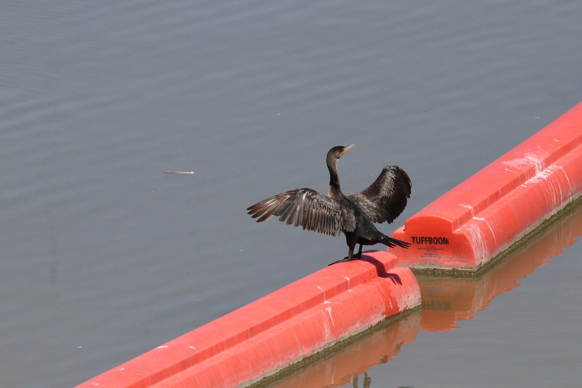 Double-crested Cormorant - ML466388351