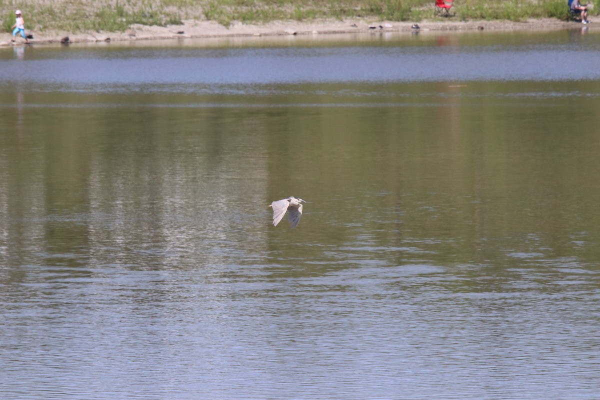 Black-crowned Night Heron - ML466388381