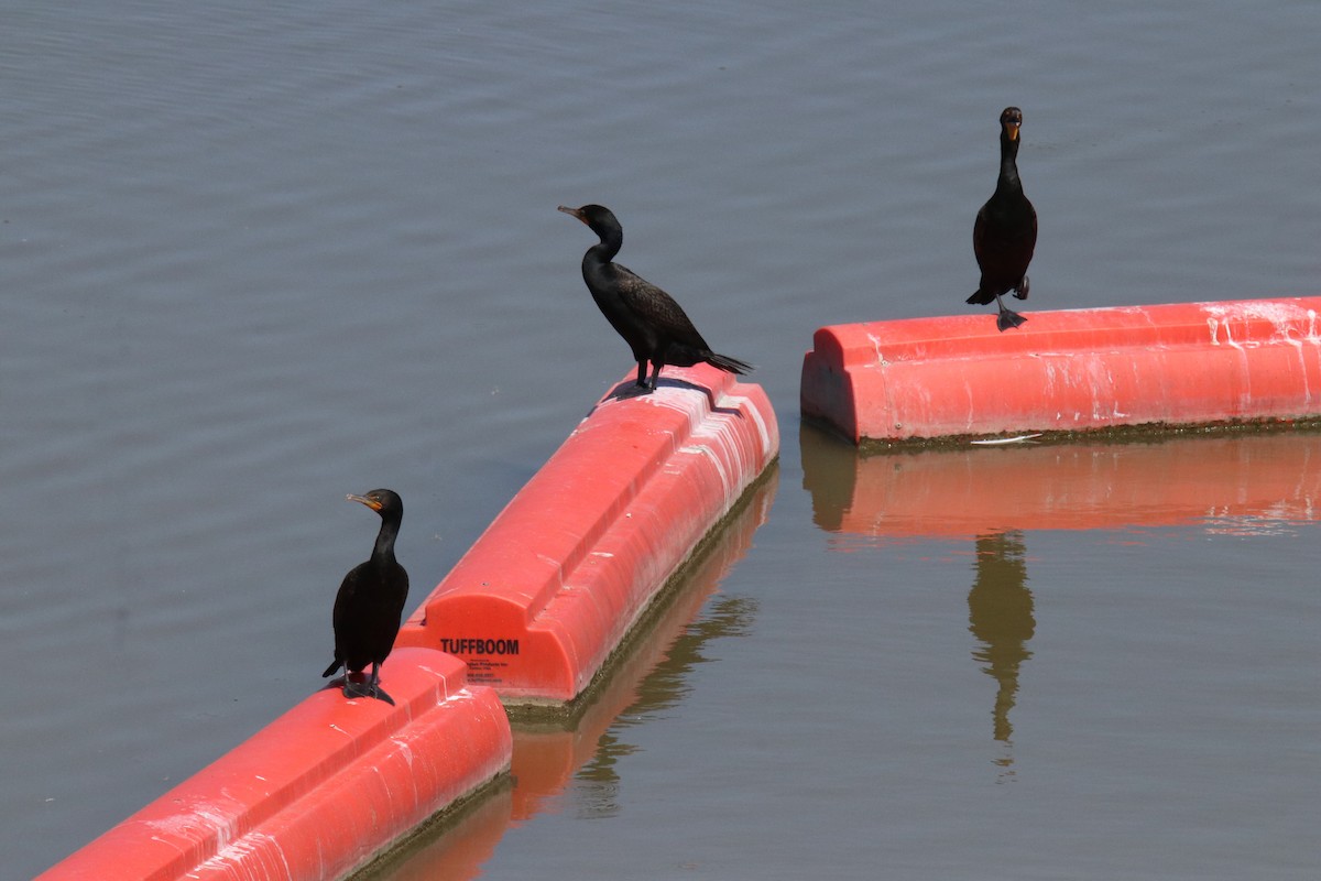 Double-crested Cormorant - ML466388401