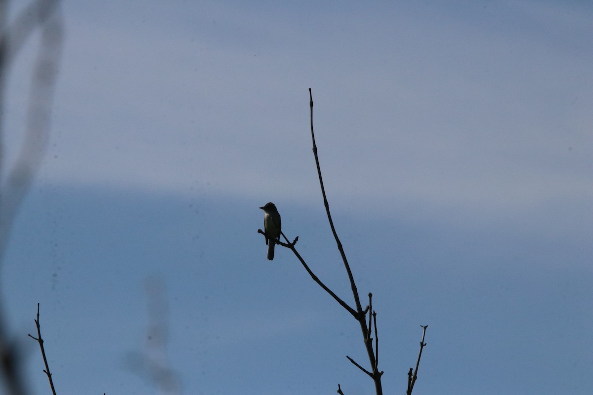 Willow Flycatcher - ML466388461
