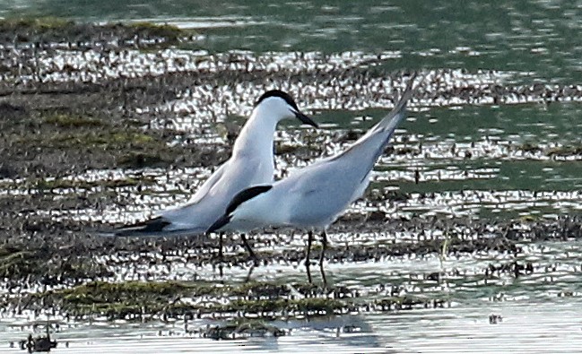 Gull-billed Tern - Harvey  Tomlinson