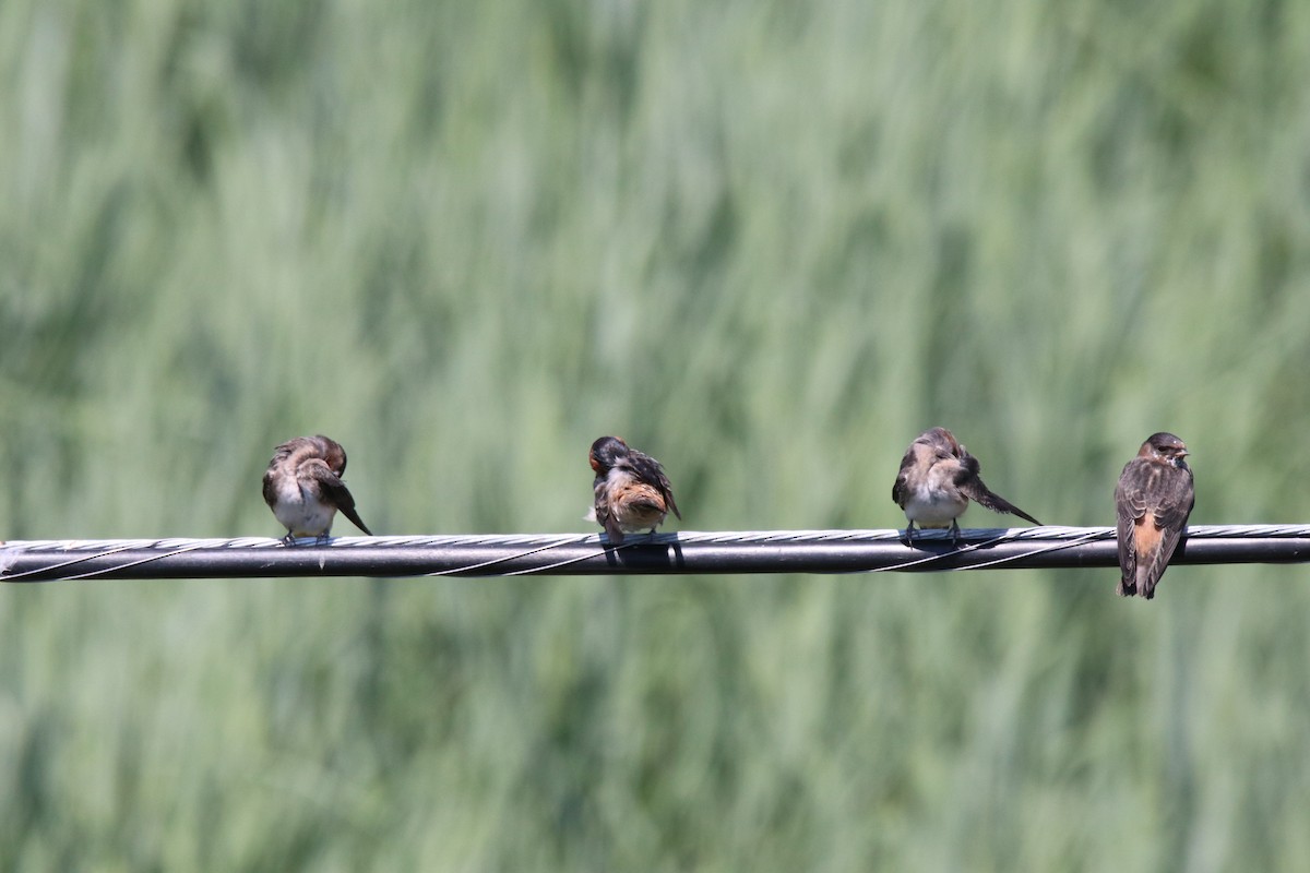 Cliff Swallow - ML466388541