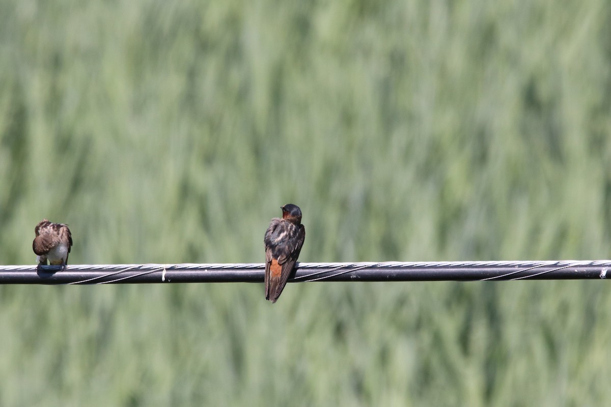 Cliff Swallow - ML466388551