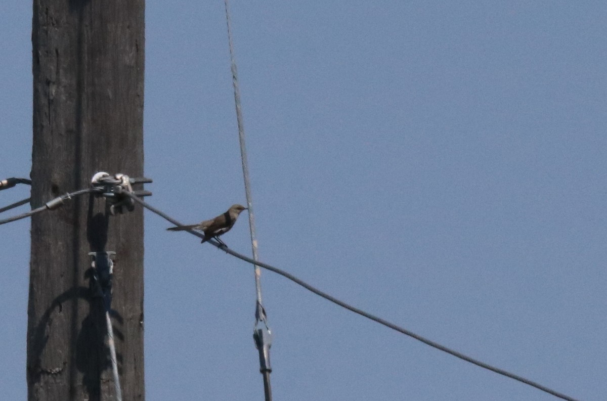 Northern Mockingbird - ML466388611