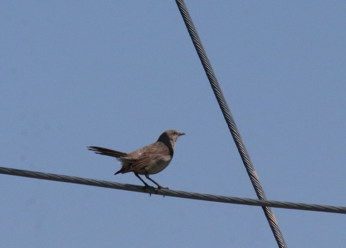 Northern Mockingbird - ML466388651