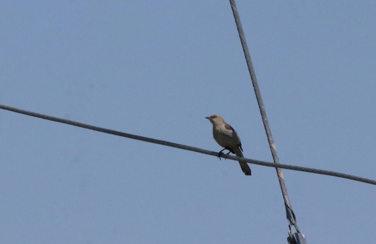 Northern Mockingbird - ML466388661