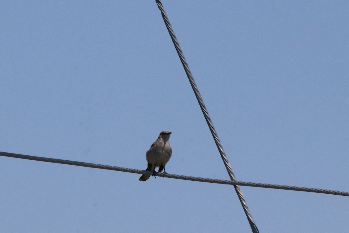 Northern Mockingbird - ML466388671