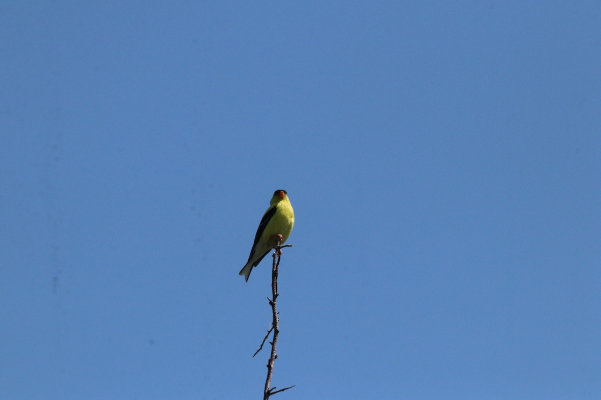 American Goldfinch - ML466388731