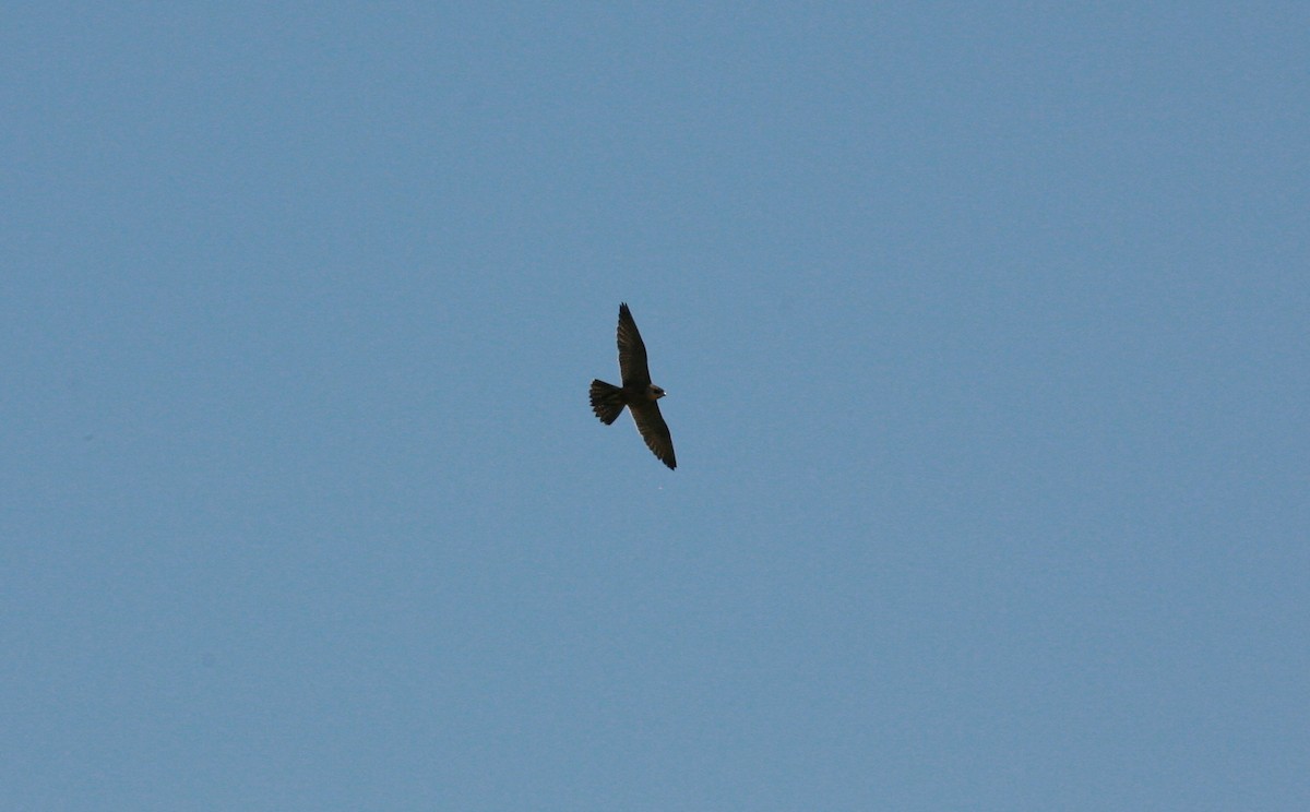 Peregrine Falcon (Australian) - ML46638941