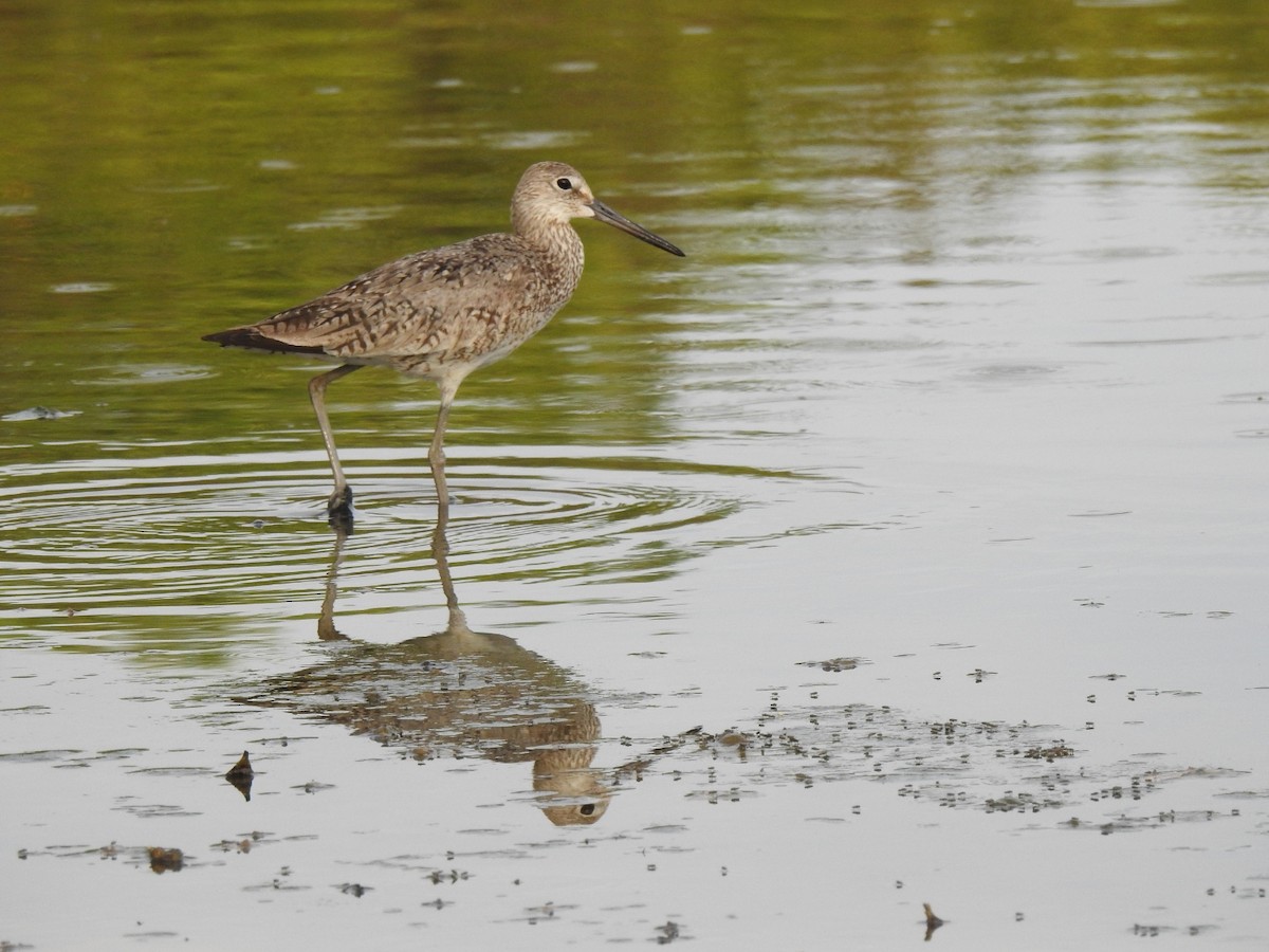 Willet - ML466389821