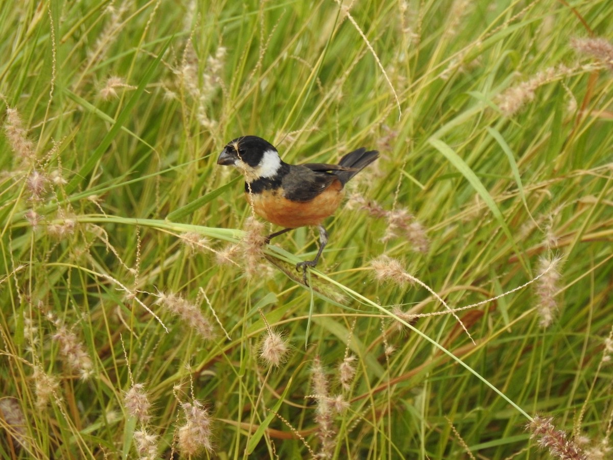 Cinnamon-rumped Seedeater - ML466390531