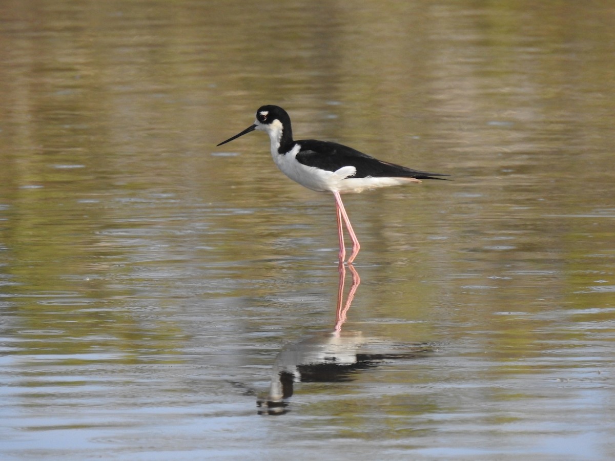 Black-necked Stilt - ML466390711