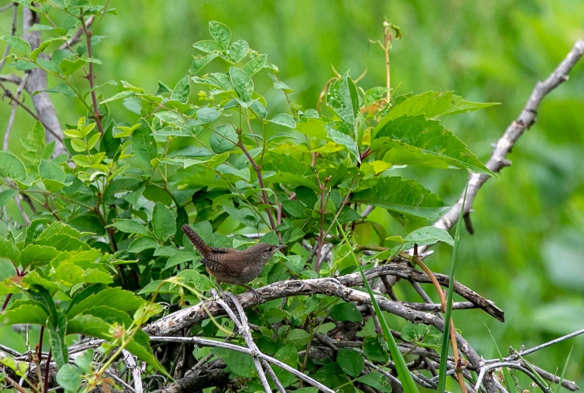 House Wren - ML466391171